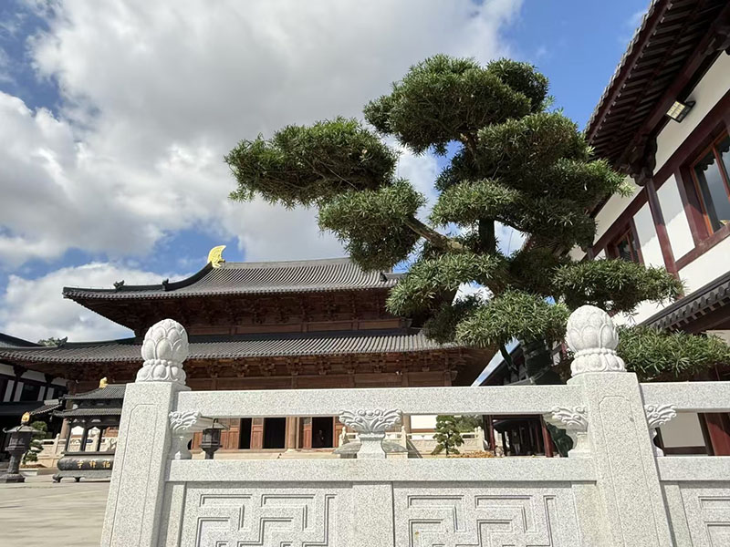 寺庙布局生态化实践，生态材料在寺庙重建中的创新应用